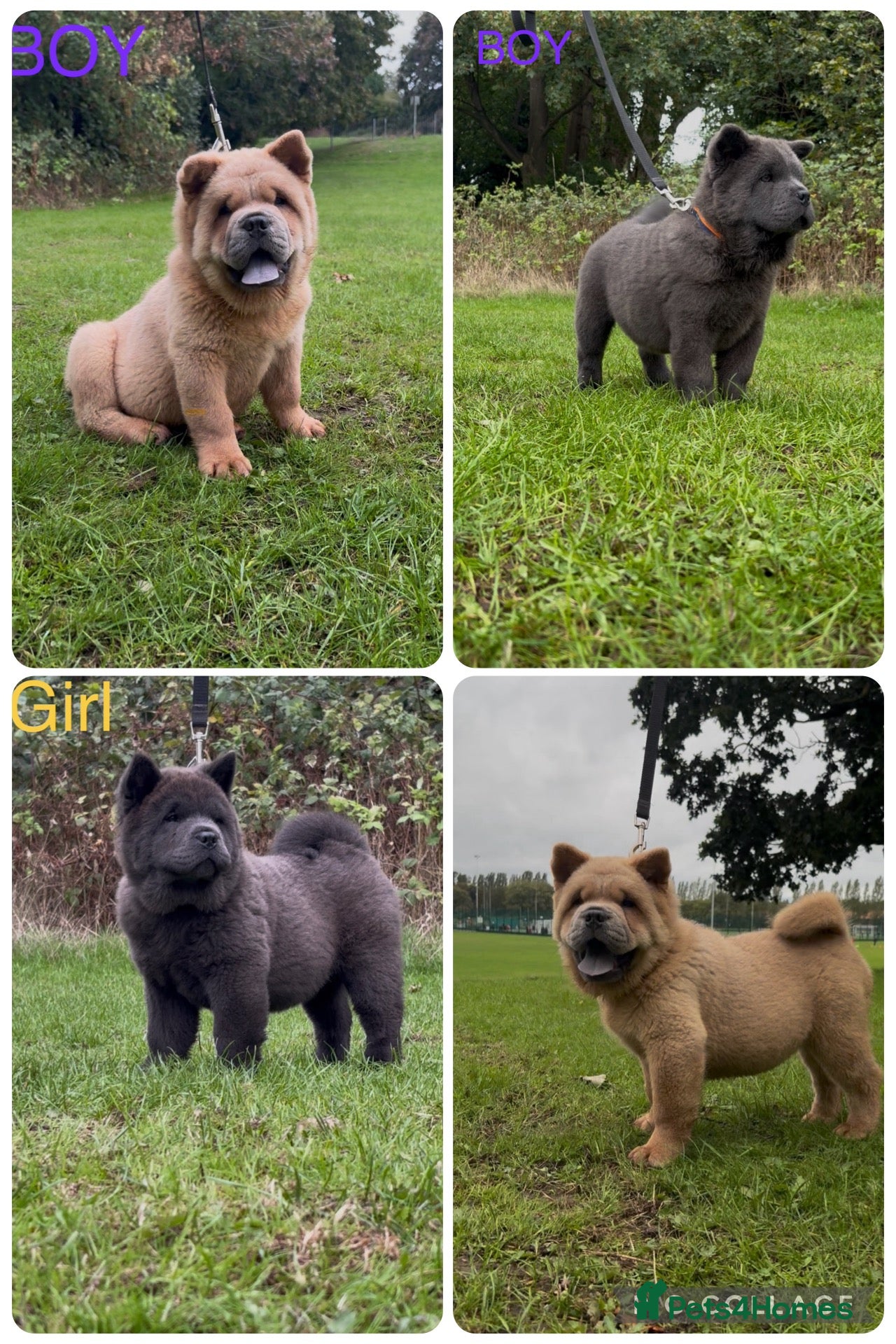 Chow Chow dogs Stunning kc reg Smooth Chow chow puppies 🐻  - Advert 7
