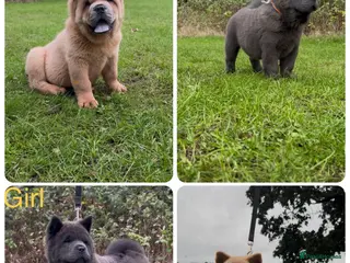 Chow Chow dogs Stunning kc reg Smooth Chow chow puppies 🐻 - Advert 17