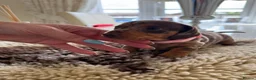 Miniature Dachshund dogs for sale: Miniature Dachshund Puppies  in Sheerness - Advert 9