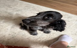Cocker Spaniel dogs for sale: Blue roan show cocker spaniel  - Image 26