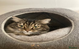 Mixed Breed cats for sale: Two 5 year old cats looking for new home - Image 3