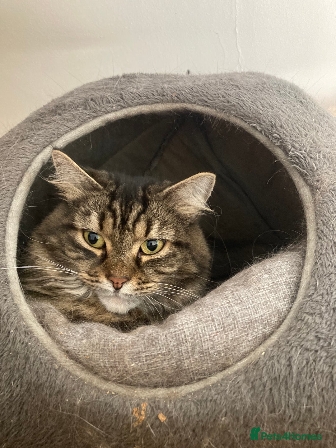 Mixed Breed cats for sale: Two 5 year old cats looking for new home - Image 3