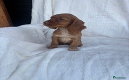 Cocker Spaniel dogs for sale: Gorgeous red cocker spaniels puppies  - Image 28