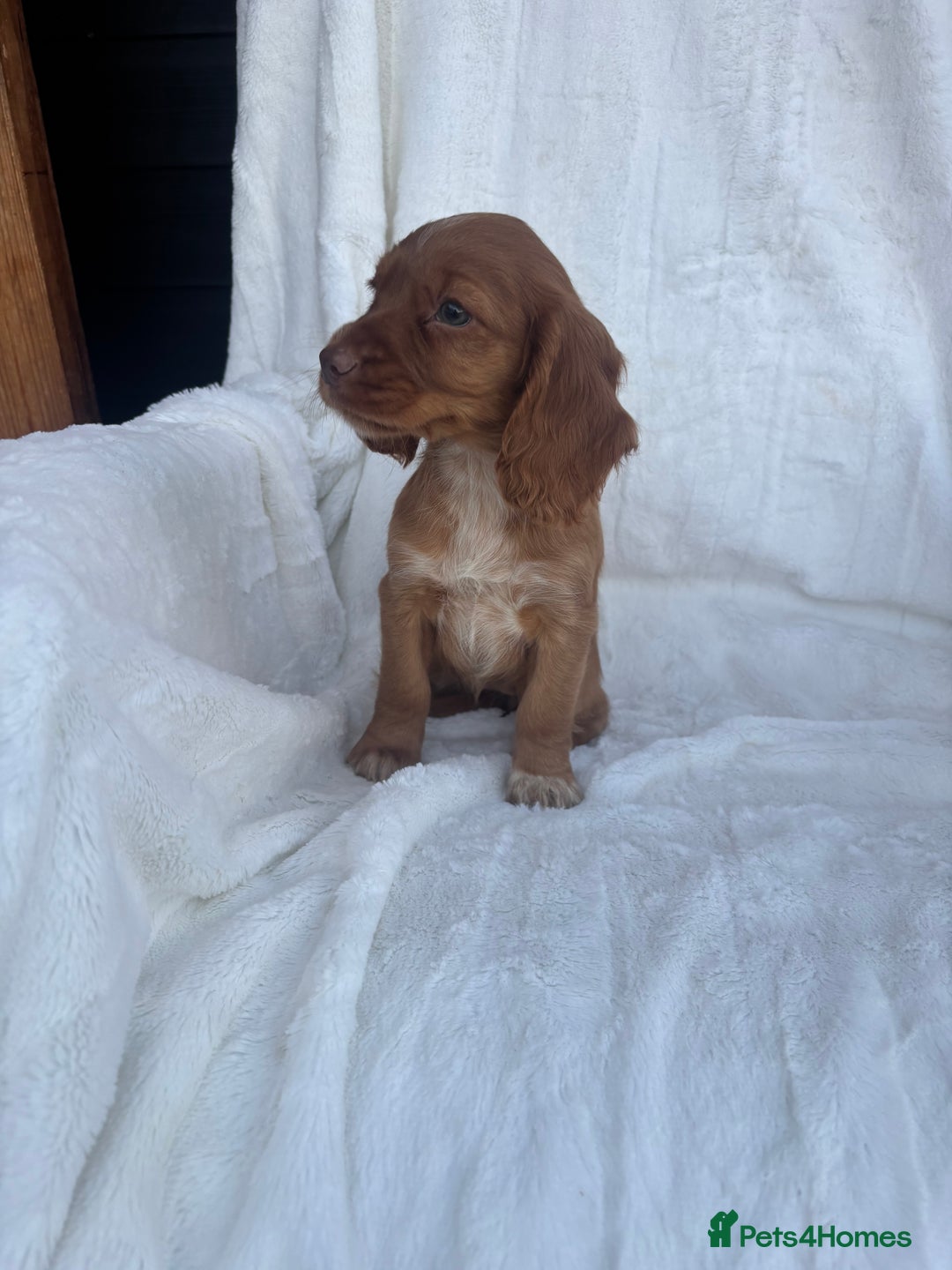 Cocker Spaniel dogs for sale: Gorgeous red cocker spaniels puppies  - Image 28