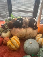 Cockapoo dogs - Advert 2