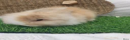 Lionhead rabbits for sale: Double Mane Lionheads - Advert 5