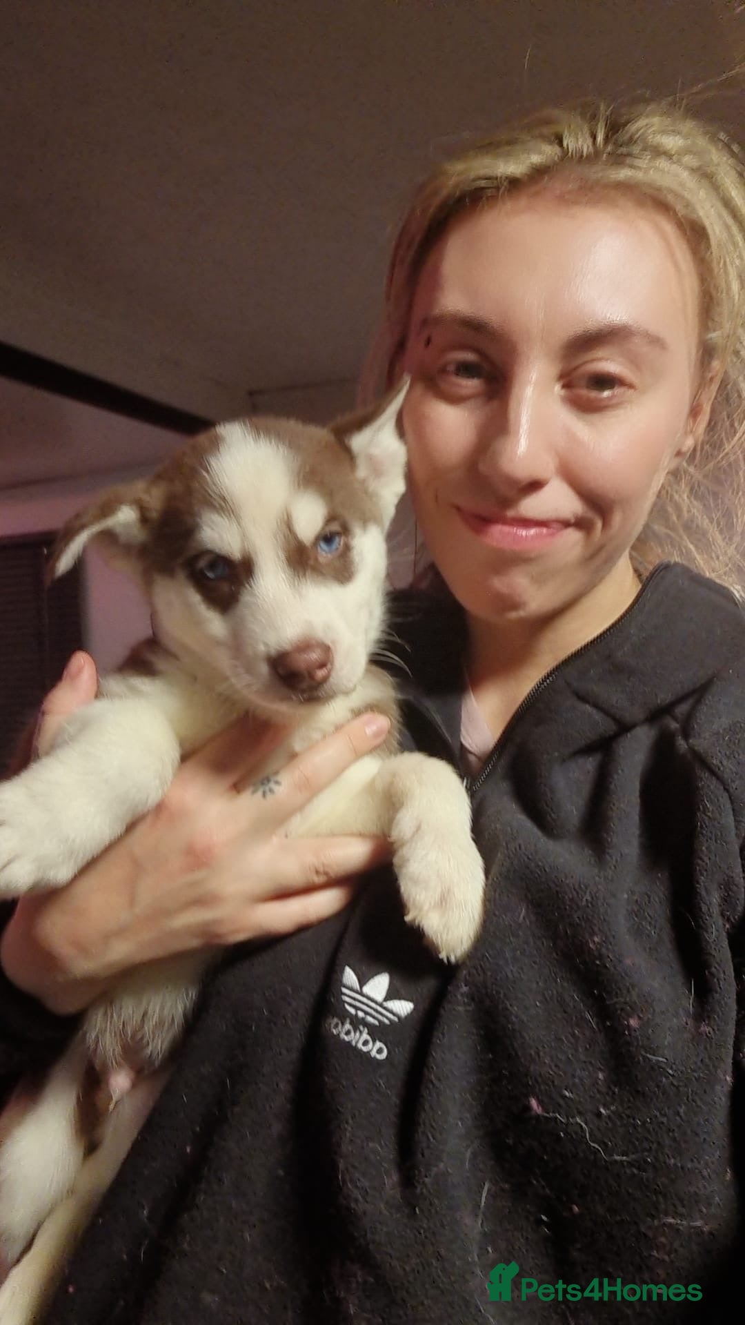 Siberian Husky dogs for sale: Siberian husky boys  - Advert 23