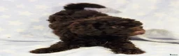 Toy Poodle dogs for sale: Beautiful toy poodles, ready now  - Advert 10