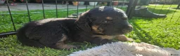 Double Doodle dogs for sale: F2 Miniature Australian Double Doodle  - Advert 19