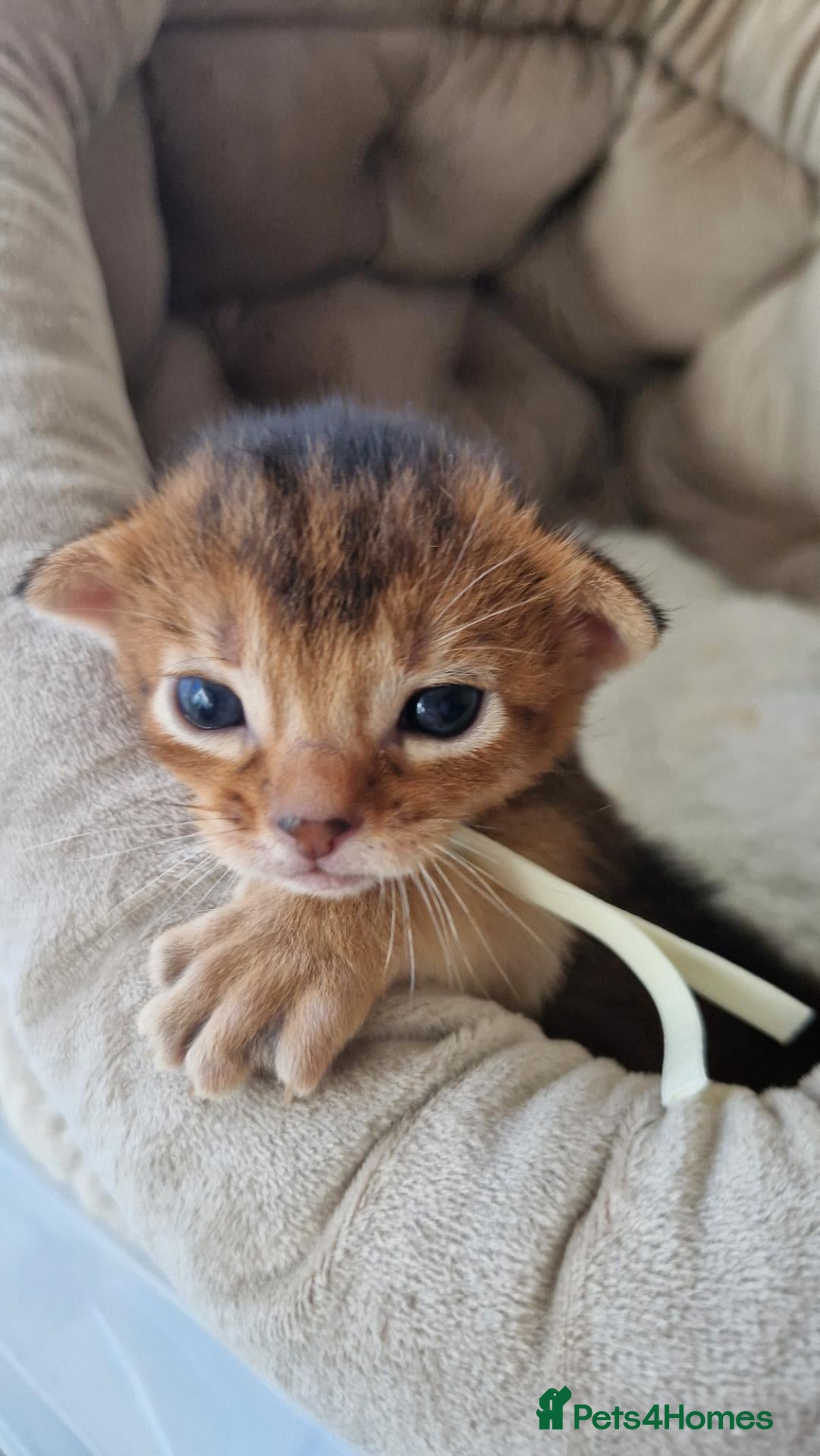 Abyssinian cats for sale: Beautiful Abyssinian Kittens – TICA Registered 🐾 - Advert 2