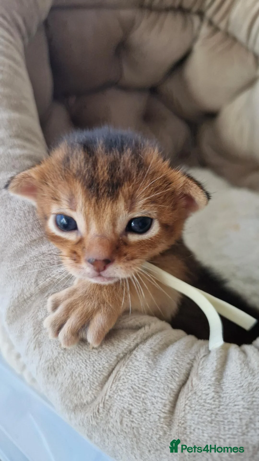 Abyssinian cats for sale: Beautiful Abyssinian Kittens – TICA Registered 🐾 - Advert 2