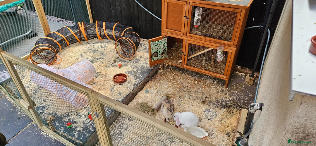 Mixed Breed rabbits for sale: 2 male rabbits for sale with hutches in Saint Helens - Advert 3