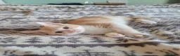 Mixed Breed cats for sale: Kittens for sale - Advert 29