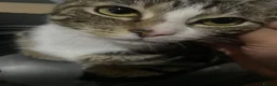 American Shorthair cats for sale: 2 year old American shorthair girl- spayed in Slough - Advert 2