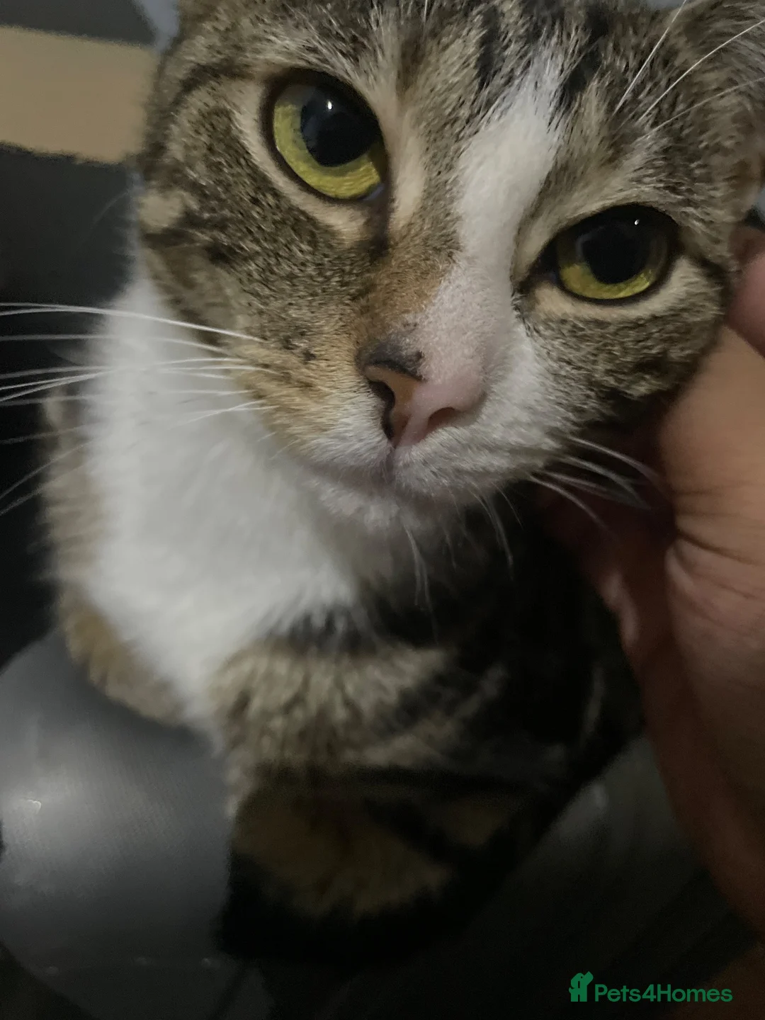 American Shorthair cats for sale: 2 year old American shorthair girl- spayed in Slough - Advert 2