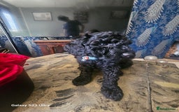 Miniature Poodle dogs for sale: Kc reg outstanding miniature Poodles in Stourbridge - Image 7