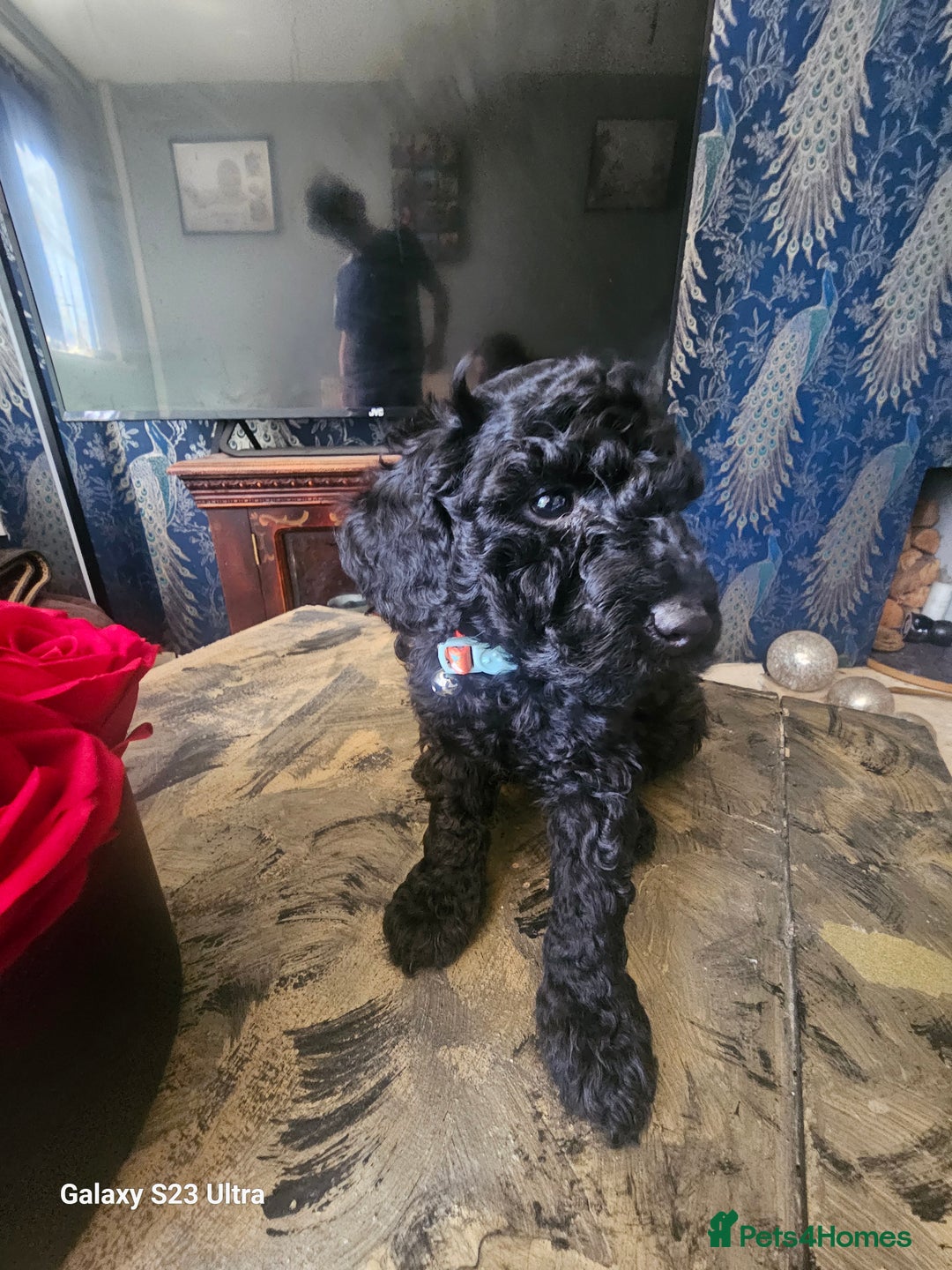 Miniature Poodle dogs for sale: Kc reg outstanding miniature Poodles in Stourbridge - Image 7