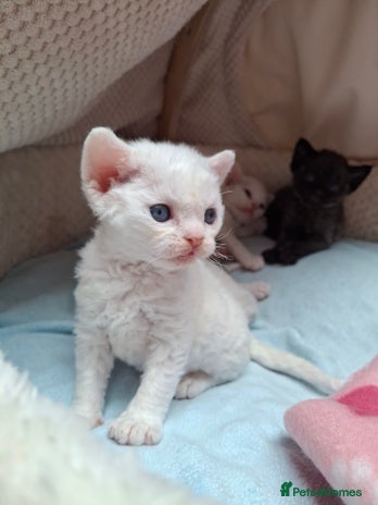 Devon Rex cats - Advert 1