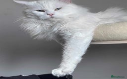 Maine Coon cats for sale: Maine coon kittens for sale  - Advert 12