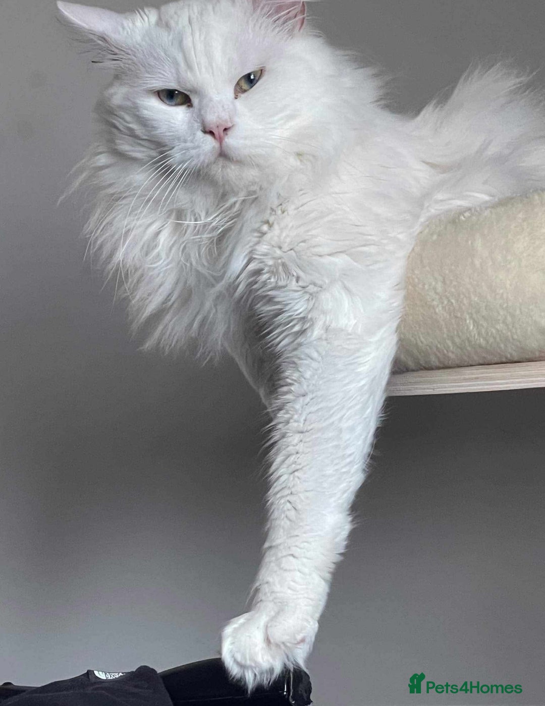 Maine Coon cats for sale: Maine coon kittens for sale  - Advert 12