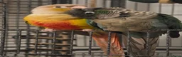 Conures birds for sale: Rio and Kiwi in Durham - Advert 5