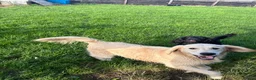 Golden Retriever dogs for sale: Golden Retriever Pups - Gorgeous  - Advert 23