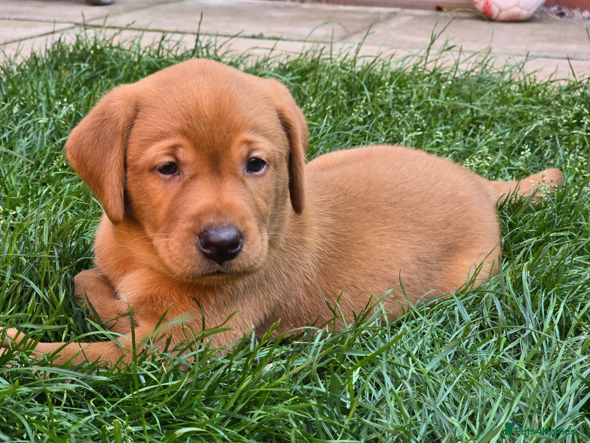 Labrador Retriever dogs KC Reg Fox Red Labrador Puppy - Advert 3