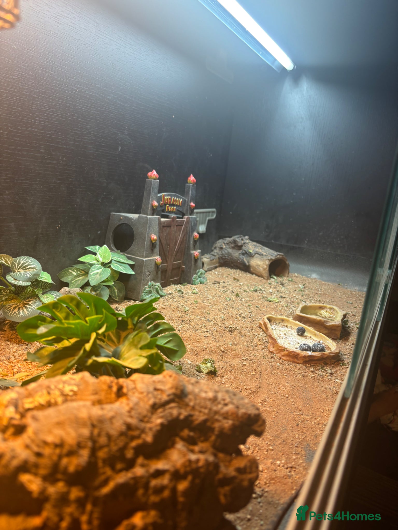 Bearded Dragon reptiles for sale: Red bearded dragon in Eastbourne - Advert 4