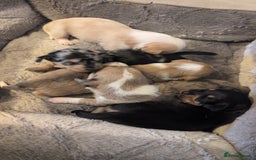 Chiweenie dogs for sale: 5 gorgeous Chiweenie puppies - Image 1