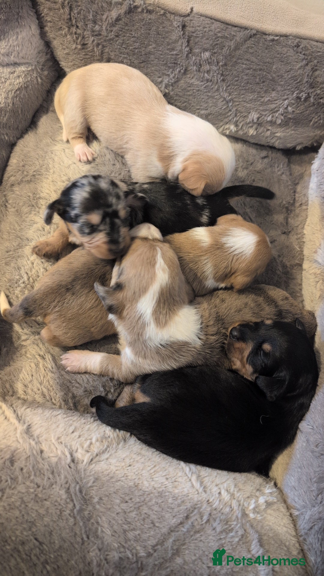 Chiweenie dogs for sale: 5 gorgeous Chiweenie puppies - Image 1