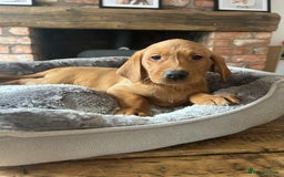 Labrador Retriever dogs for sale: KC FTCH Fox Red Lab pups Health Tested Parents - Image 3