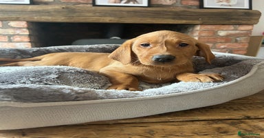 Labrador Retriever dogs - Advert 6