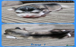 Alaskan Malamute dogs for sale: Alaskan Malamute puppies  - Advert 31