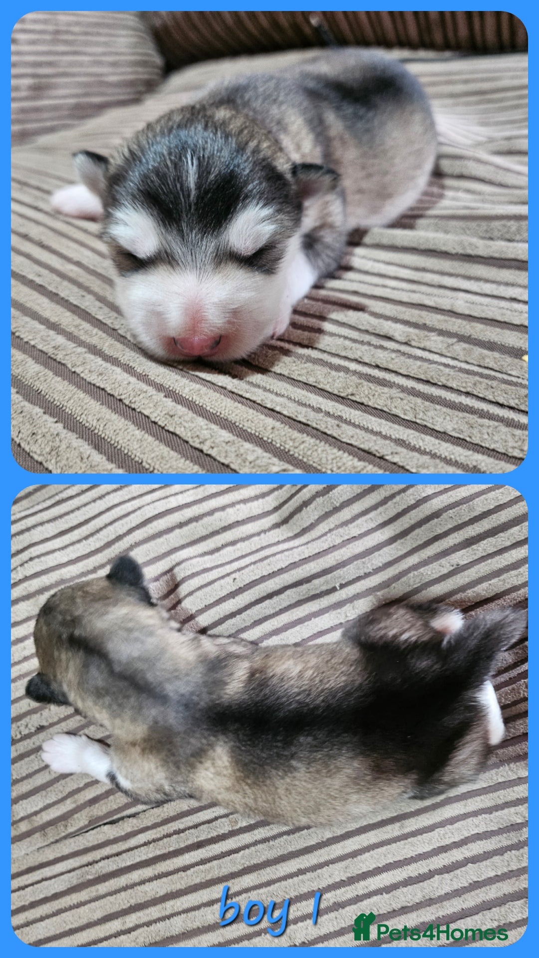 Alaskan Malamute dogs for sale: Alaskan Malamute puppies  - Advert 31