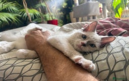 Ragdoll cats for sale: GORGEUS RAGDOLL KITTENS - 1 boy/1 girl left - Image 6