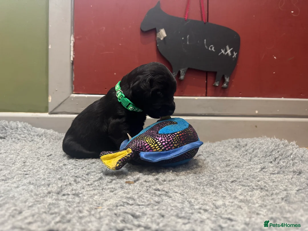 Labradoodle dogs for sale: Labradoodle F1 Puppies Health Tested Parents   - Advert 7