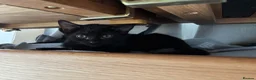 Mixed Breed cats for sale: Kittens in Morpeth - Advert 4
