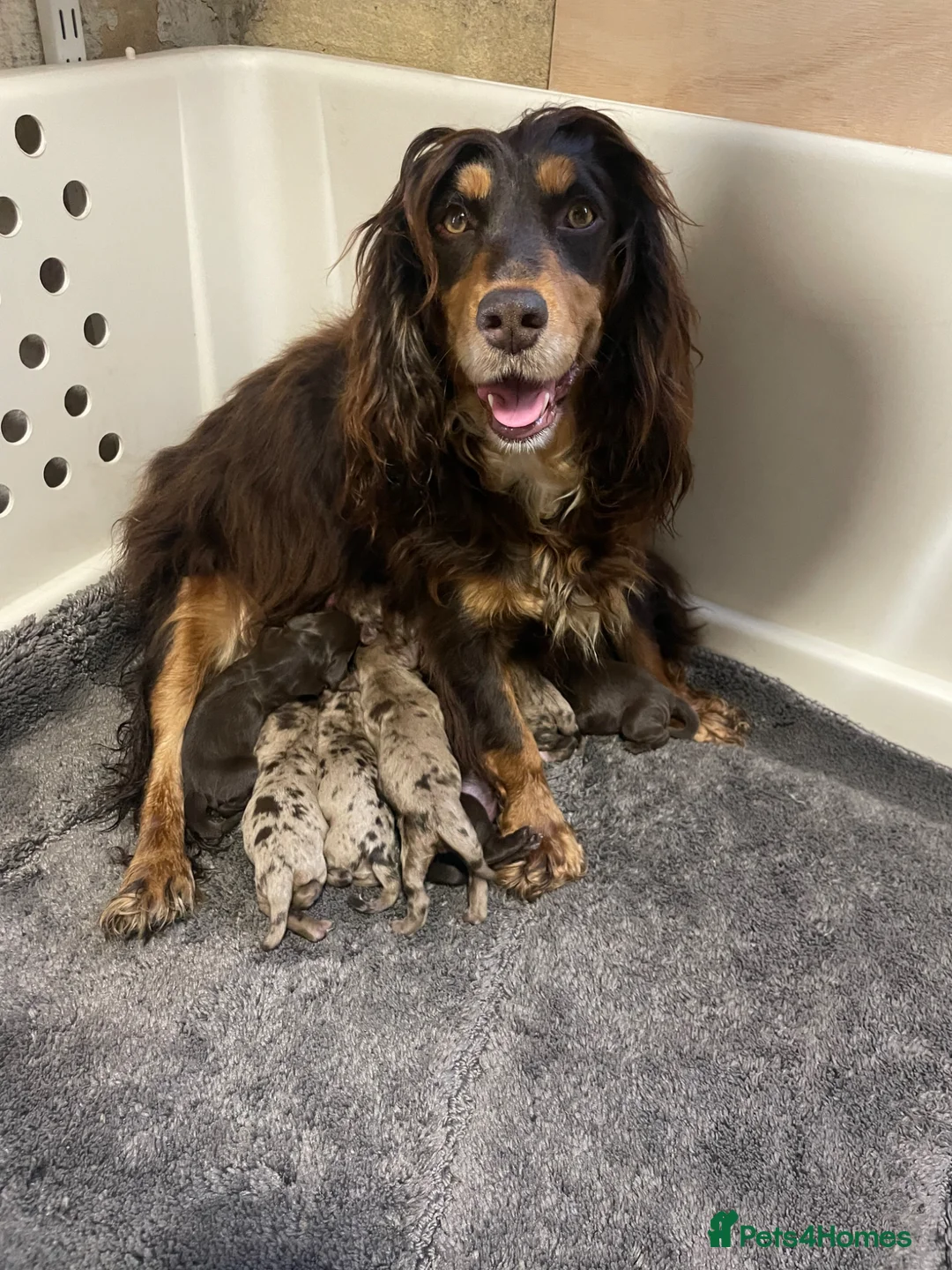 Cocker Spaniel dogs for sale: Working cocker spaniels - Advert 2