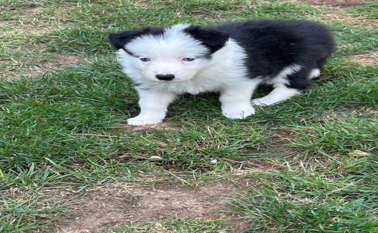 Border Collie dogs - Advert 2