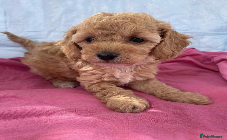 Cavapoo dogs - Advert 1