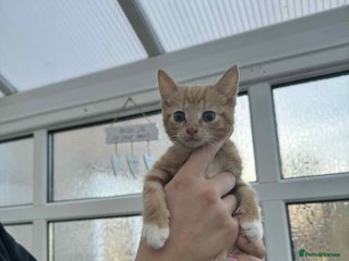 Oriental cats Oriental xxx - Advert 1