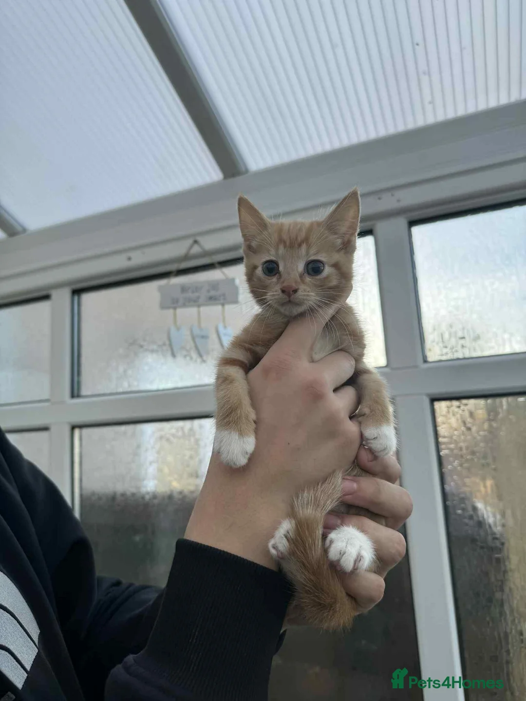 Mixed Breed cats for sale: Maine coon xxx - Advert 4