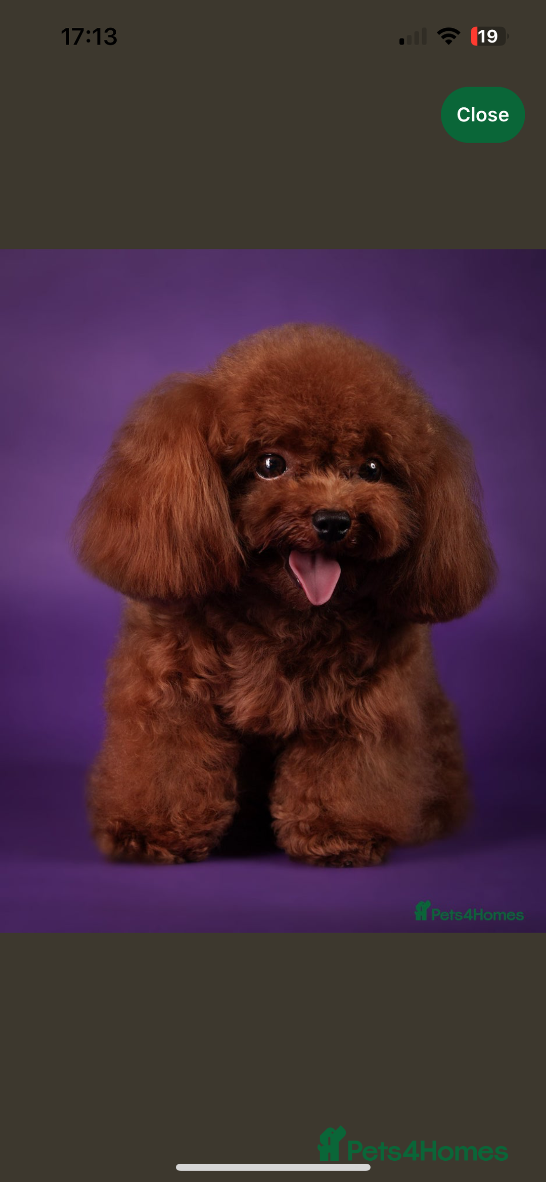 Toy Poodle dogs for sale: 5* Champion Bloodline  Asian Toy Poodles - Advert 11