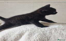 Mixed Breed cats for sale: 1 beautiful male kitten last of the litter  - Image 11