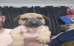 Mixed Breed dogs for sale: Belgian Malinois X Shar-pei puppies  - Image 23