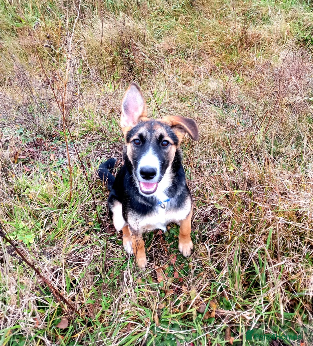 Mixed Breed dogs for adoption: ❤️🐶Busia- 6(7) month lower-medium girl ❤️🐶 - Advert 18