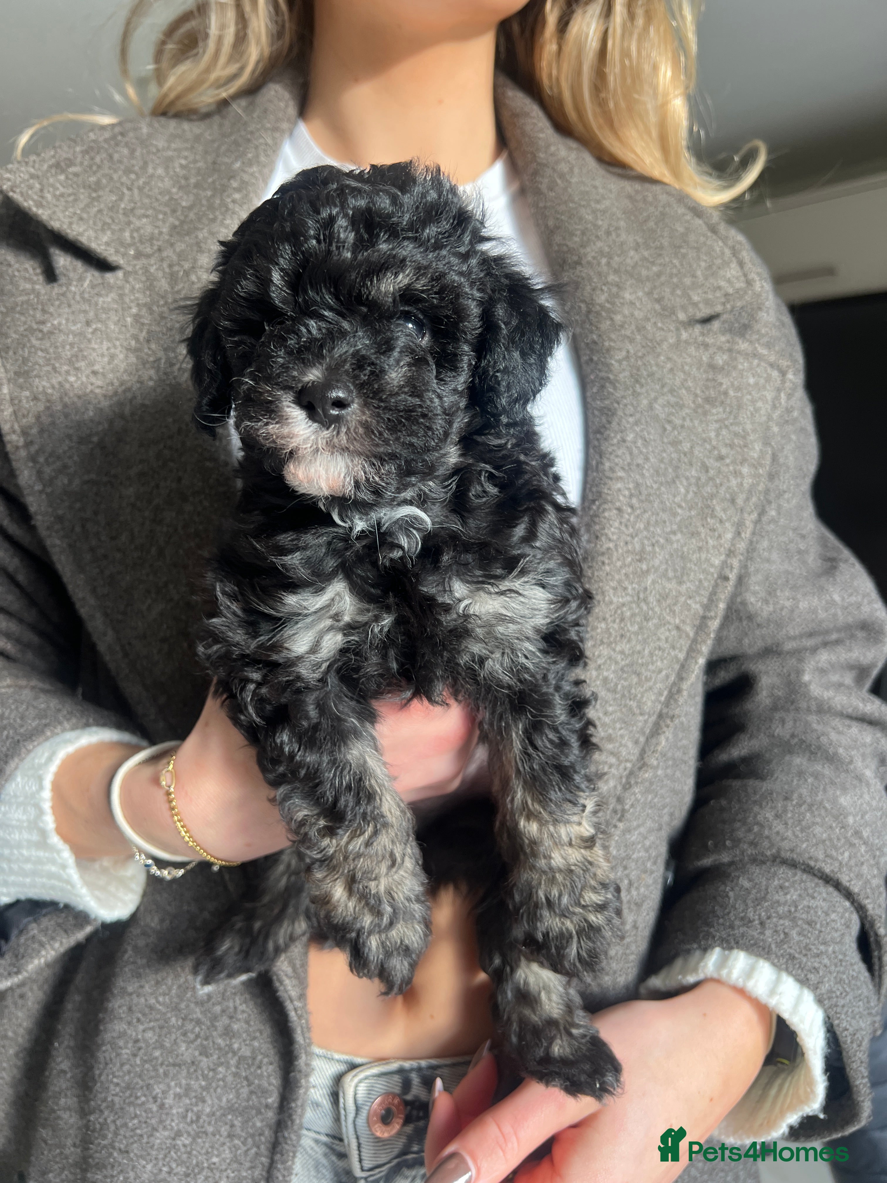 Maltipoo dogs Black Adorable Maltipoo girl ready to leave 22nd!  - Advert 15