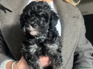 Maltipoo dogs Black Adorable Maltipoo girl ready to leave 22nd! - Advert 15