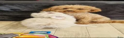 Maltipoo dogs for sale: Beautiful heath tested f1 Malitpoo babies  - Advert 29