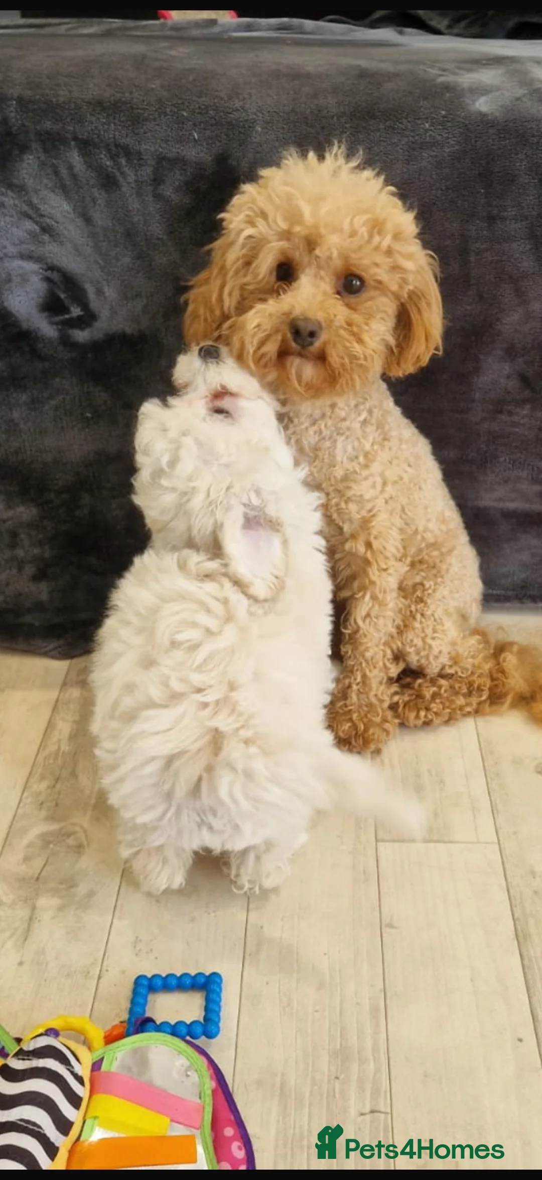 Maltipoo dogs for sale: Beautiful heath tested f1 Malitpoo babies  - Advert 29